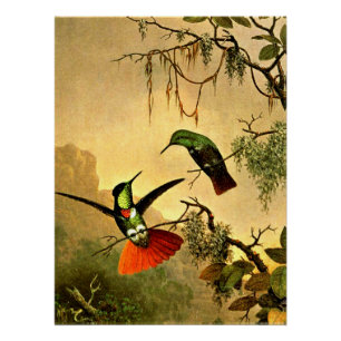 Poster Deux colibris à masque noir,