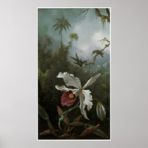 Poster Deux colibris au-dessus d'une orchidée blanche, an