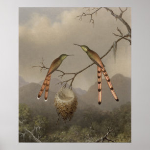 Poster Deux colibris avec leur jeune