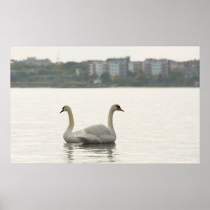 Poster Deux cygnes