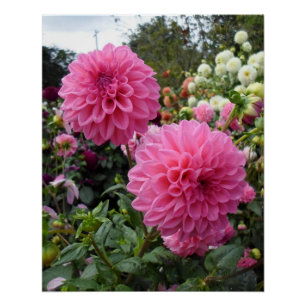 Poster Deux dahlias roses