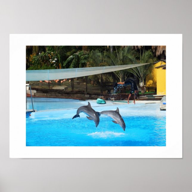 Poster Deux dauphins (Devant)