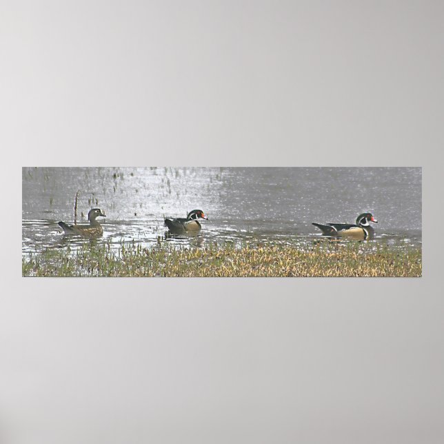 Poster Deux Drake et un Hen Wood Duck (Devant)