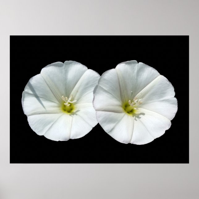 Poster deux fleurs blanches (Devant)