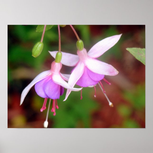 Poster Deux Fleurs Fuschia (Devant)