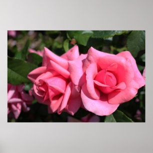 Poster deux fleurs roses roses chaudes.