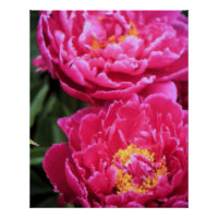 Deux Fuchsia Peony Fleurit Peinture
