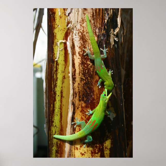 Poster Deux geckos en or Phelsuma Laticauda (Devant)