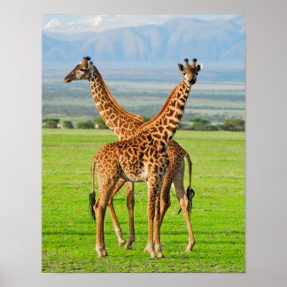 Poster Deux girafes