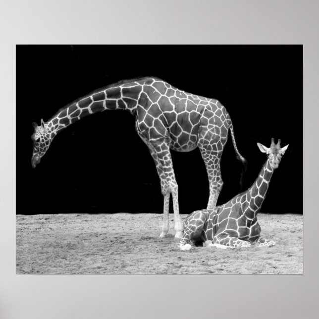 Poster Deux girafes en noir et blanc (Devant)