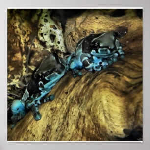 Poster deux grenouilles en retrait