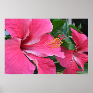 Poster Deux Hibiscus roses chauds