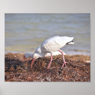 Poster Deux Ibis blancs, Floride