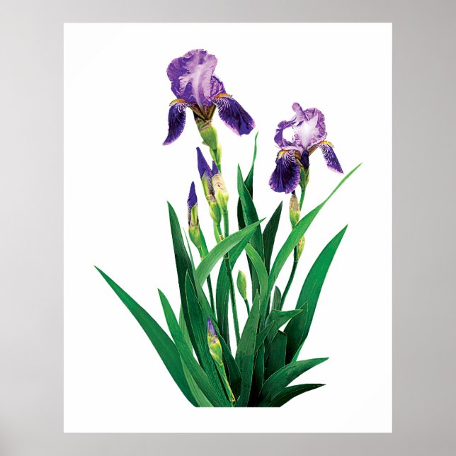 Poster Deux Iris Violets (Devant)