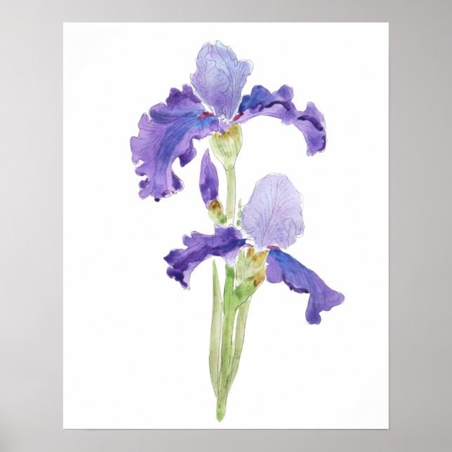 Poster deux iris violets encre et aquarelle (Devant)