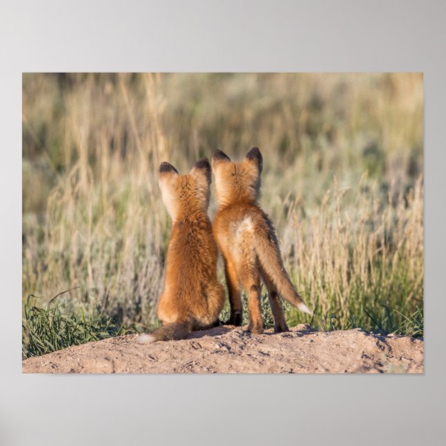 Poster Deux Kits Fox (Devant)