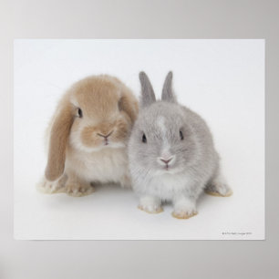 Poster Deux lapins Netherland Dwarf et Holland Lop