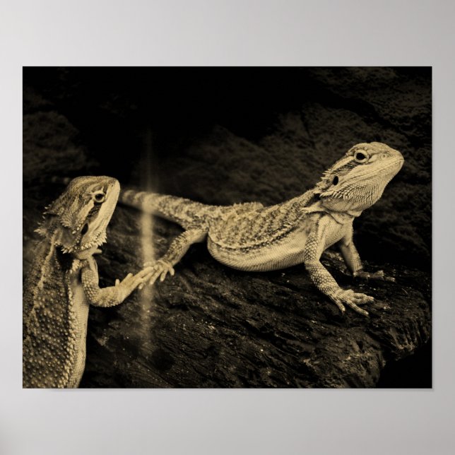 Poster Deux lézards (Devant)