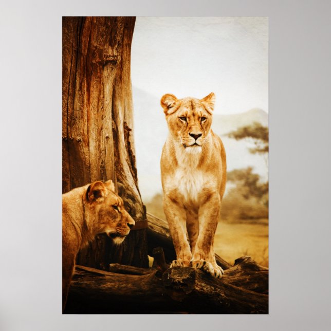 Poster Deux Lioness Par Arbre (Devant)
