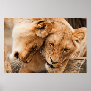 Poster Deux lionnes