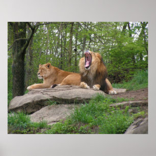 Poster Deux Lions