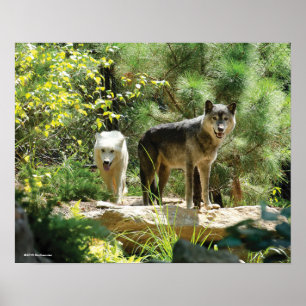 Poster Deux loups gris en forêt
