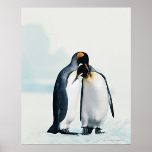 Poster Deux manchots affectueux