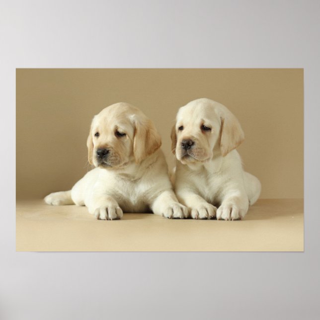 Poster Deux Marionnettes Golden Labrador (Devant)