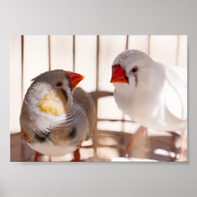 Poster Deux mignons bouillons en cage (Devant)