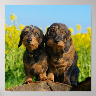 Poster Deux mignons Chiens Dachshund Dackel Head Portrait