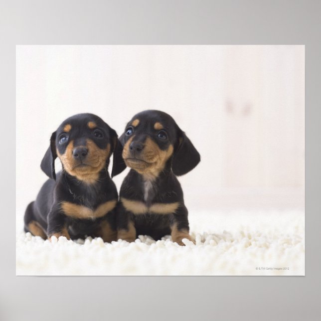 Poster Deux Mini Dachshund Assis (Devant)