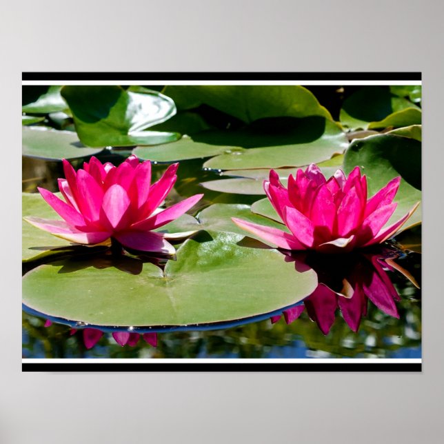 Poster Deux nymphes d'eau de couleur rose (Devant)
