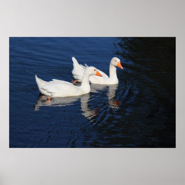 Poster Deux Oies d'Emden (Devant)