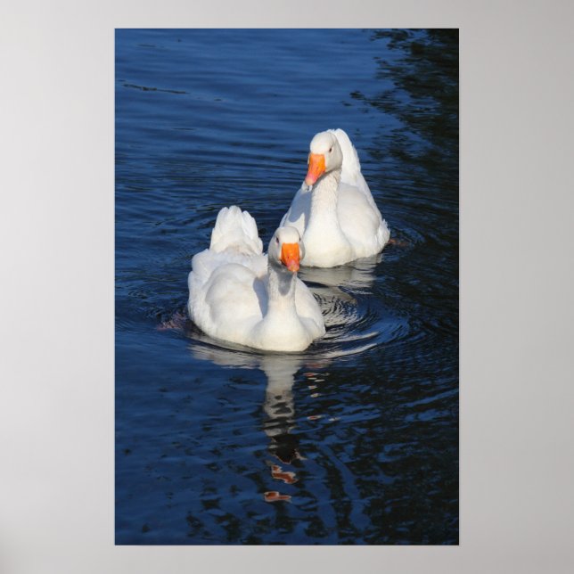 Poster Deux oies d'Emden II (Devant)