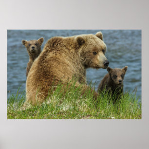 Poster Deux oursons bruns avec leur mère près de l'eau
