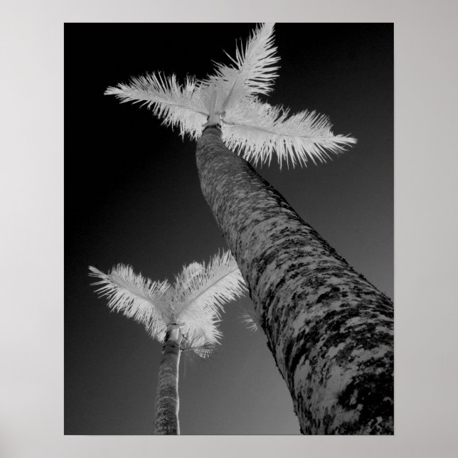 Poster Deux palmiers infrarouges. (Devant)