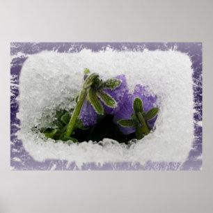 Poster Deux pensées violettes