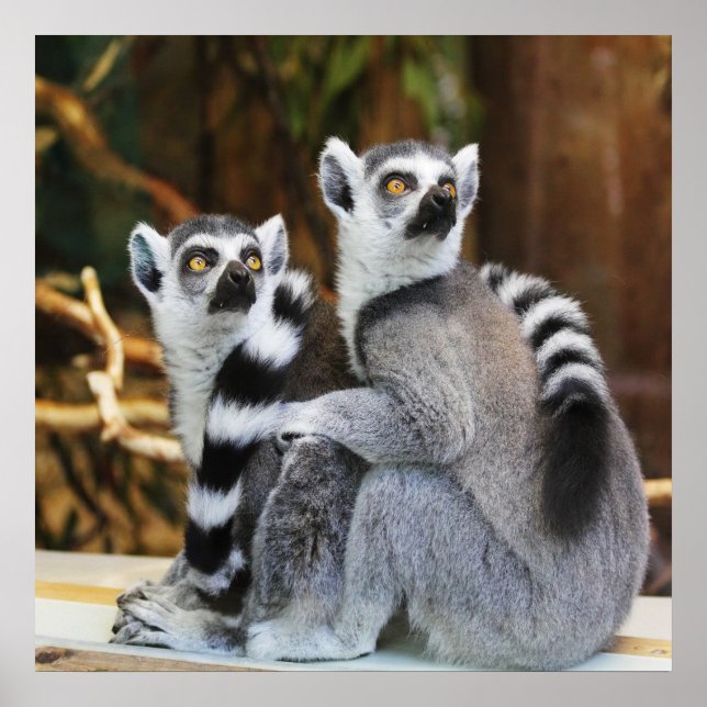 Poster Deux petits lémuriens (Devant)
