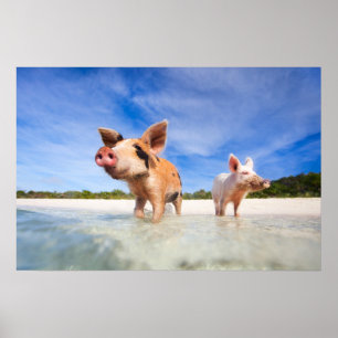 Poster Deux petits porcelets