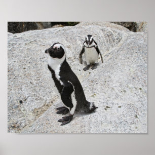Poster Deux pingouins africains, Boulders Beach, Afrique 
