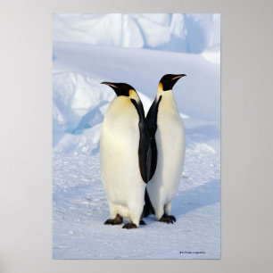 Poster Deux pingouins d'empereur en Antarctique