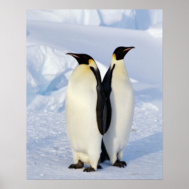Poster Deux pingouins empereurs en Antarctique (Devant)