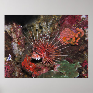 Poster Deux Poissons Liquides