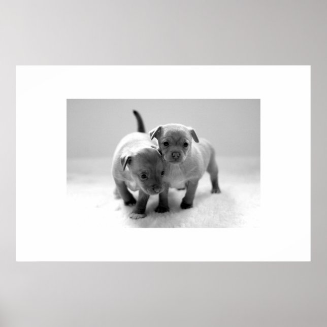 Poster Deux pour un (Devant)