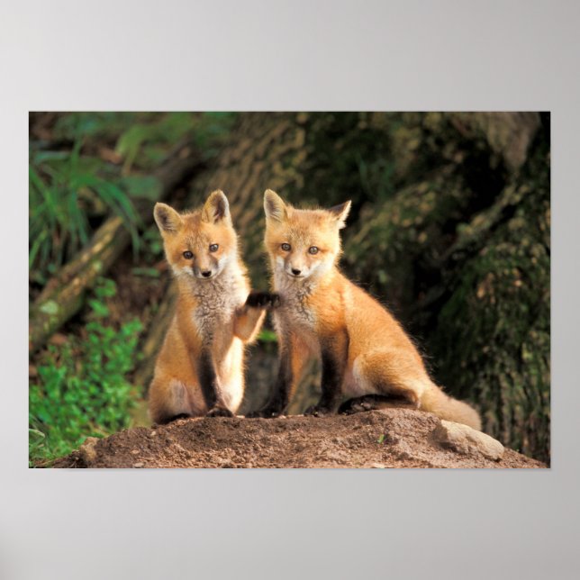 Poster Deux Pups Red Fox devant leur Den (Devant)