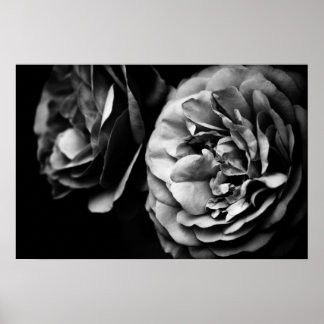 Poster deux roses