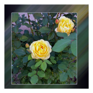 Poster deux roses jaunes