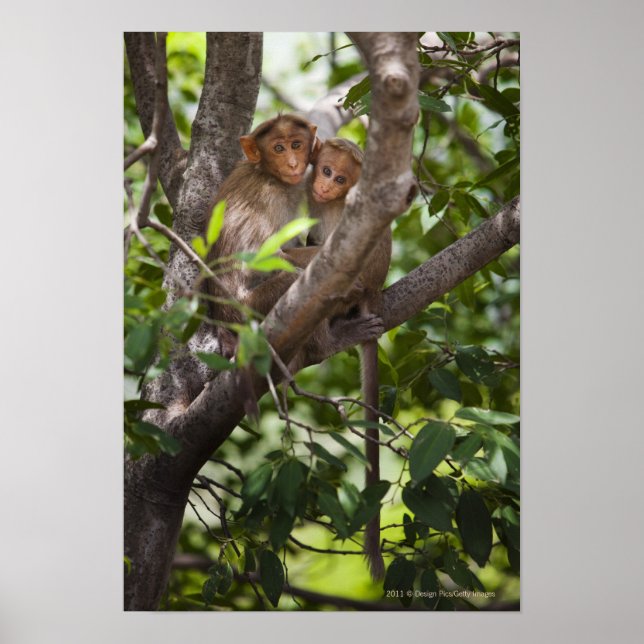 Poster Deux Singes Dans Un Arbre (Devant)