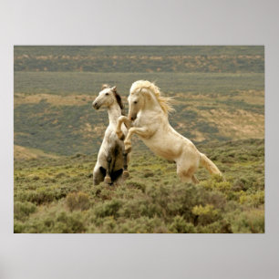 Poster Deux Stallions sauvages combattent