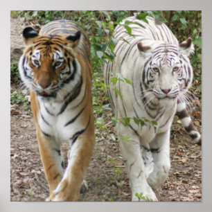 POSTER DEUX TIGRES SE PAVANANT LE BLANC ET LE BENGALE
